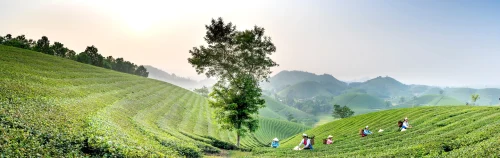 Hình nền Việt Nam 60