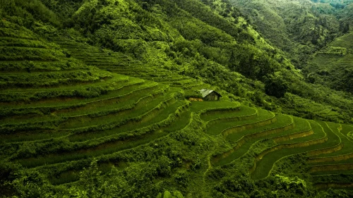 Hình nền Việt Nam 61