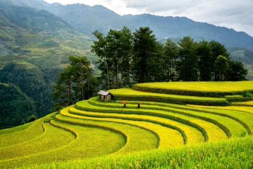 Hình nền Việt Nam 101