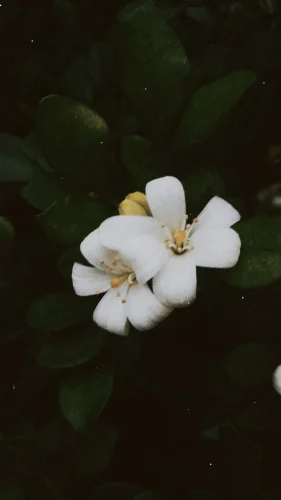 Hình nền vintage 136