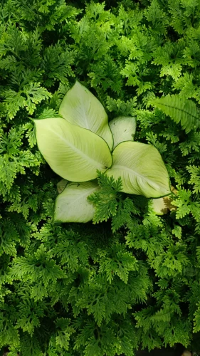 Hình nền xanh 50