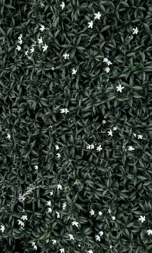 Hình nền xanh 84