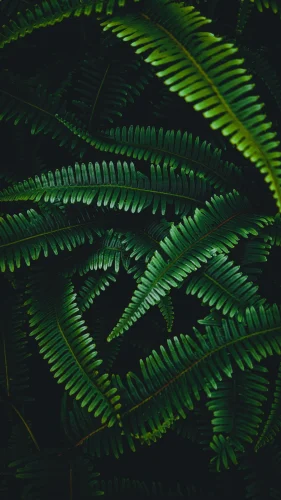 Hình nền xanh 109