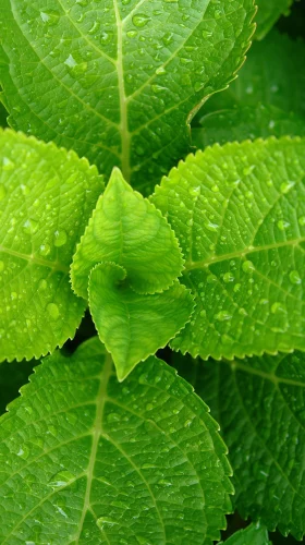 Hình nền xanh 118