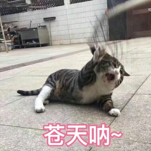Meme bất lực 24