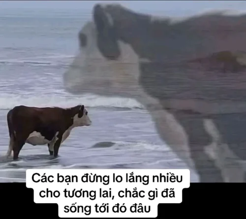 Meme bất lực 37
