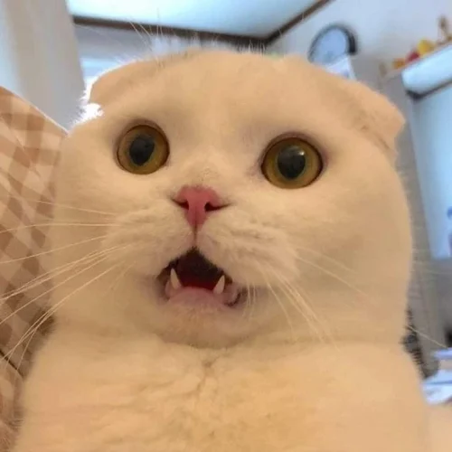 Meme bất ngờ 15