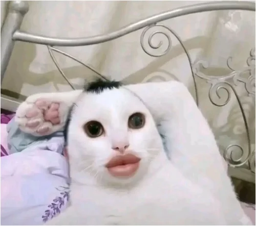 Meme bất ngờ 43