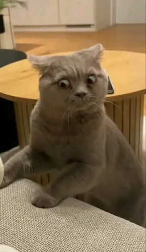 Meme bất ngờ 46