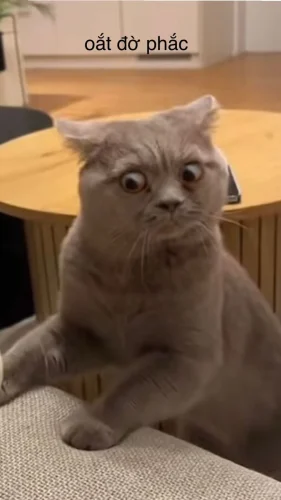 Meme bất ngờ 2