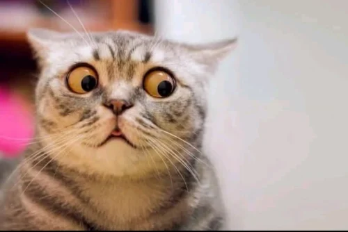 Meme bất ngờ 8