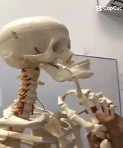 Meme bộ xương 56
