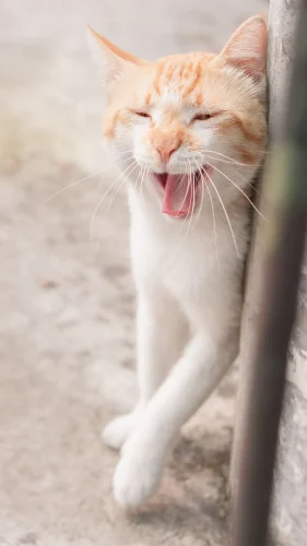 Meme bựa 20