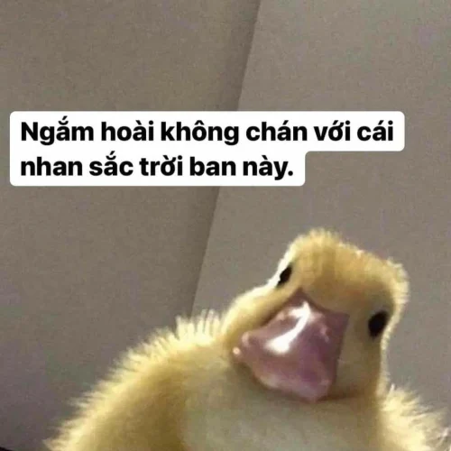 Meme bựa 27