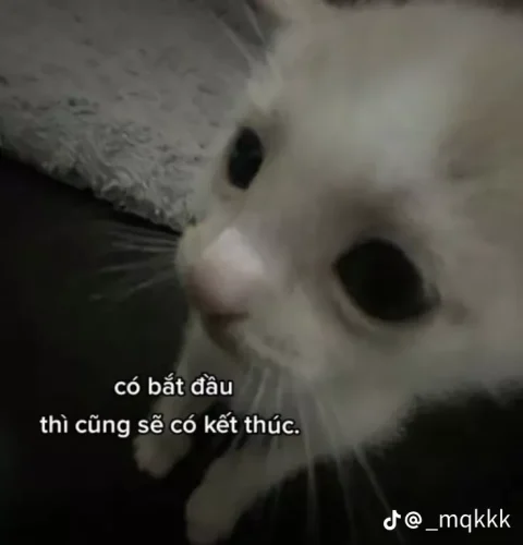 Meme buồn 41