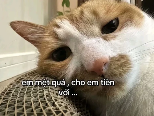 Meme buồn 57