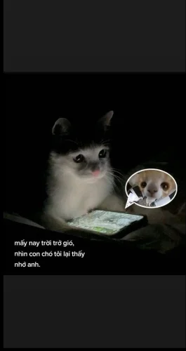 Meme buồn 26