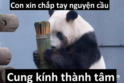 Meme cà khịa 32
