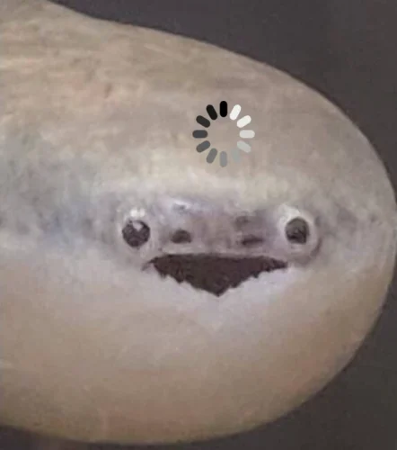Meme cá 9