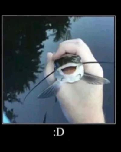 Meme cá 47