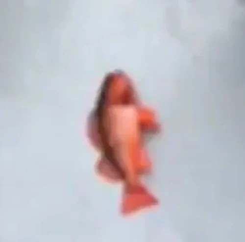 Meme cá 57