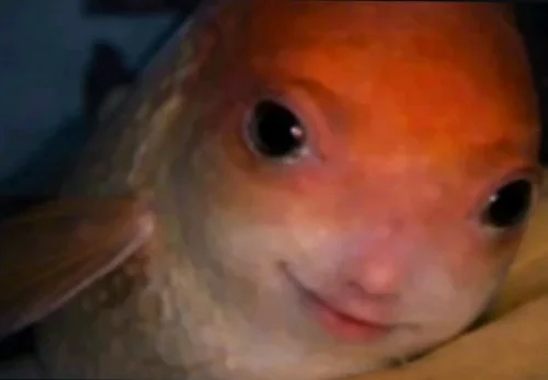Meme cá 59