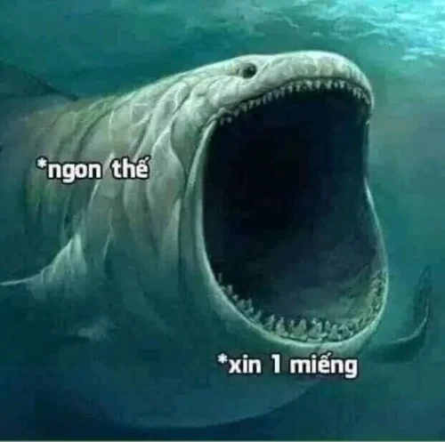 Meme cá 17