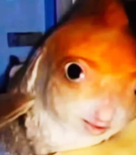 Meme cá 28