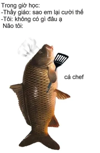 Meme cá 57