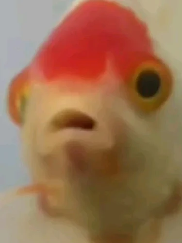 Meme cá 7