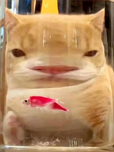 Meme cá 9