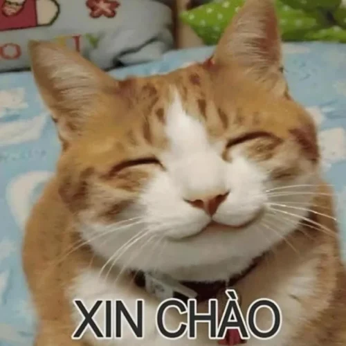 Meme cảm ơn 25