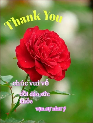 Meme cảm ơn 40