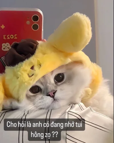 Meme cảm ơn 49