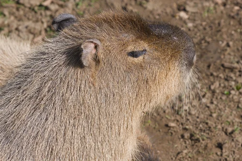 Meme capybara 2