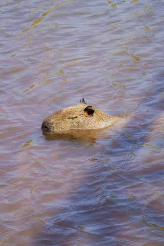 Meme capybara 3