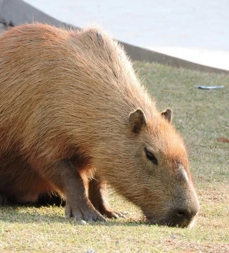 Meme capybara 4
