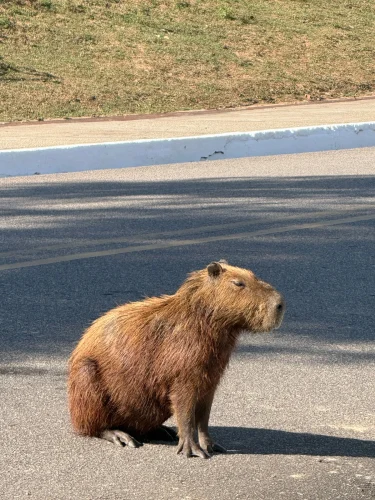 Meme capybara 5