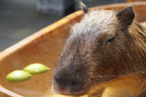 Meme capybara 6