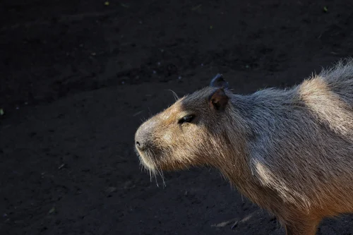 Meme capybara 9
