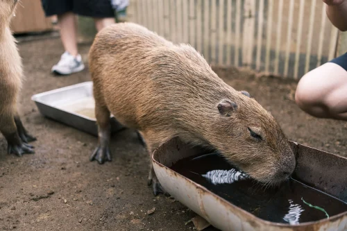 Meme capybara 10