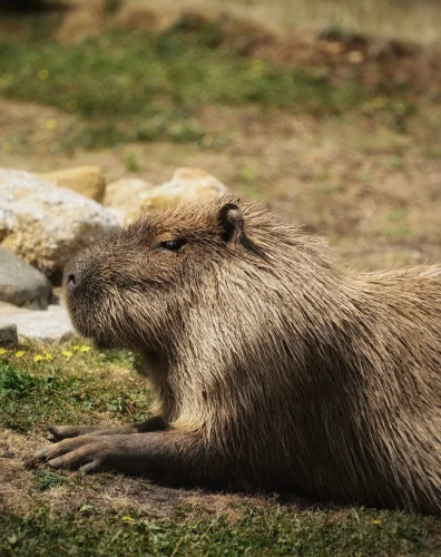 Meme capybara 11