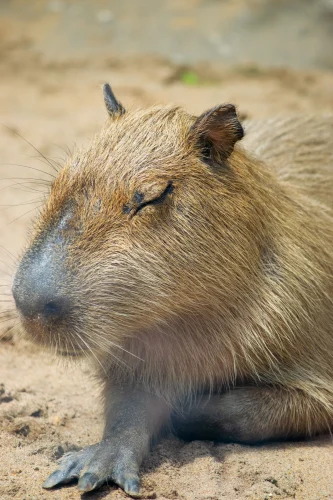 Meme capybara 12