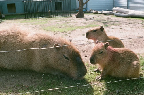 Meme capybara 13