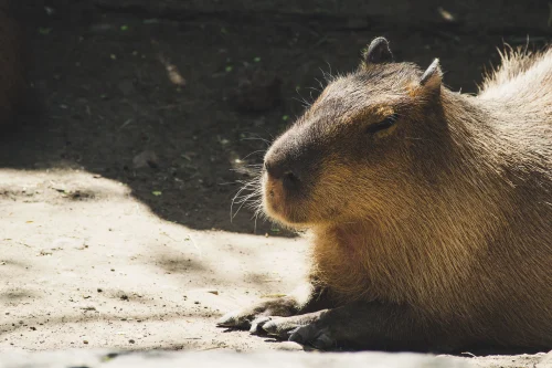 Meme capybara 14