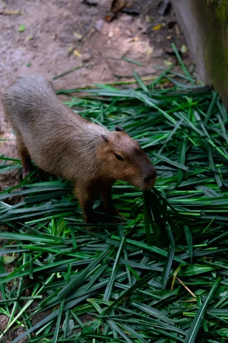 Meme capybara 16