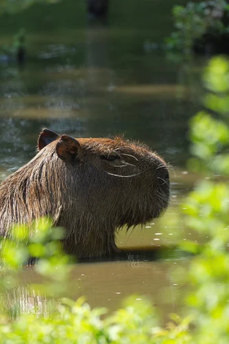 Meme capybara 17