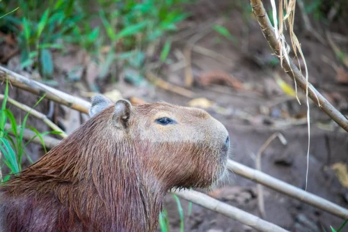 Meme capybara 19