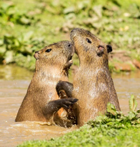 Meme capybara 20