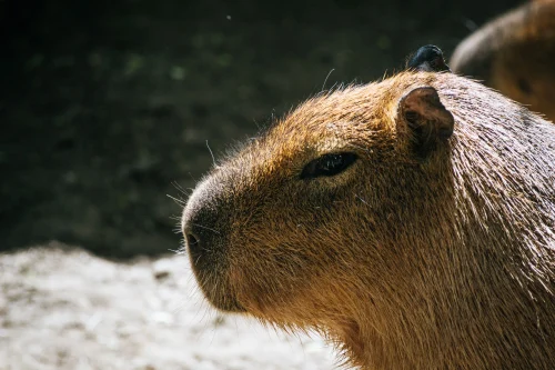 Meme capybara 22